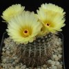 Notocactus_mammulosus